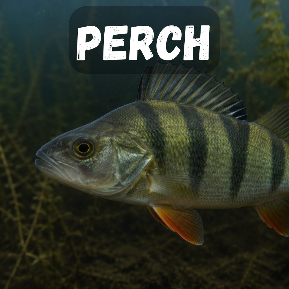 PERCH LURES