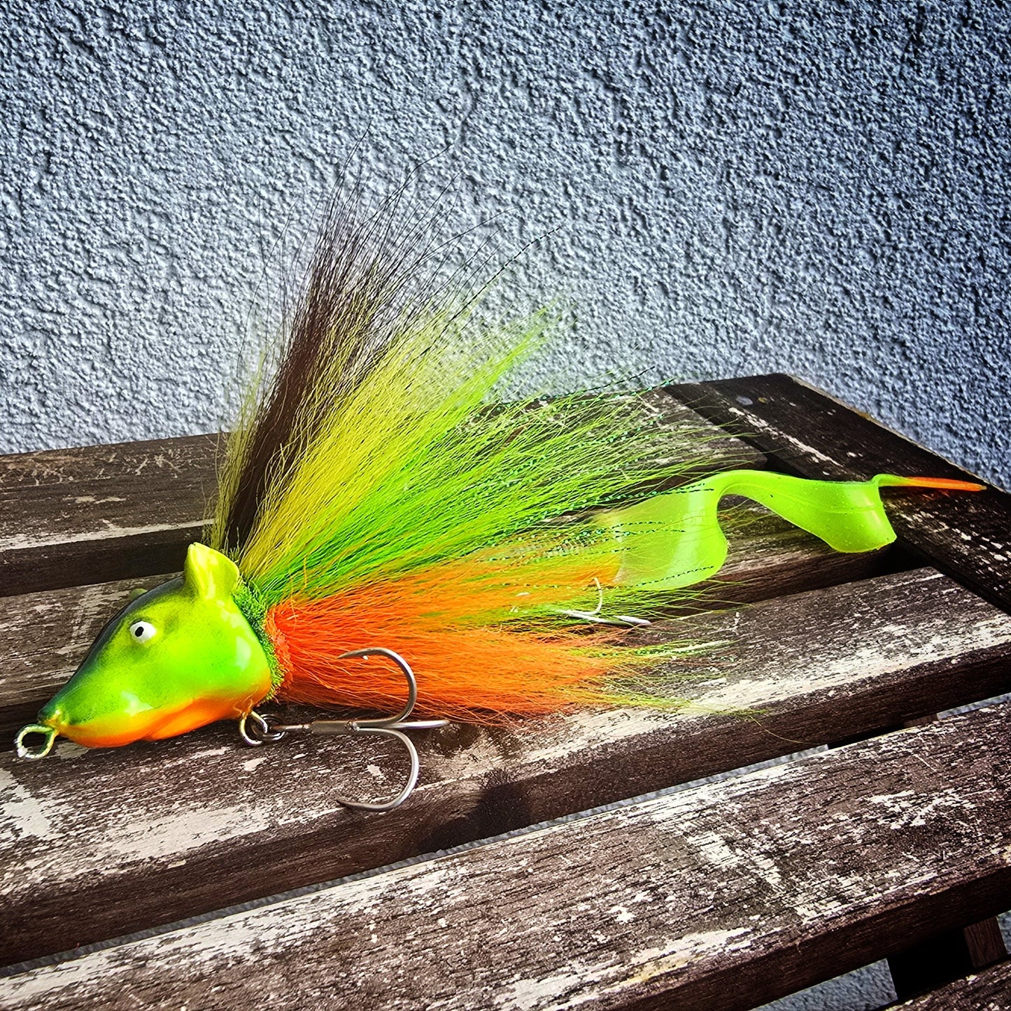 Rattus