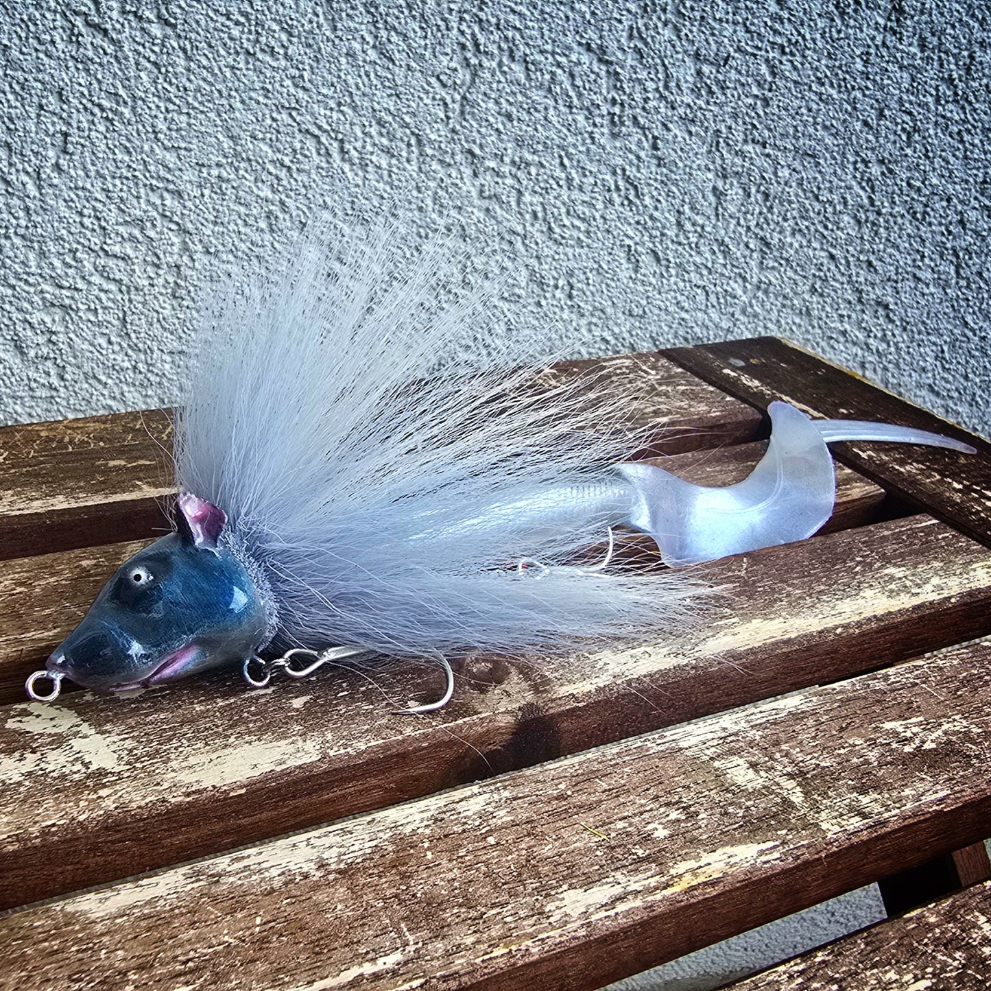 Rattus